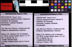 Foto (Objekt + Etiketten) von Octoeurax acaresprora (Robins, Feldmann & Schweitzer, 2013) (NHMW-GEO-1990-0041-0304)